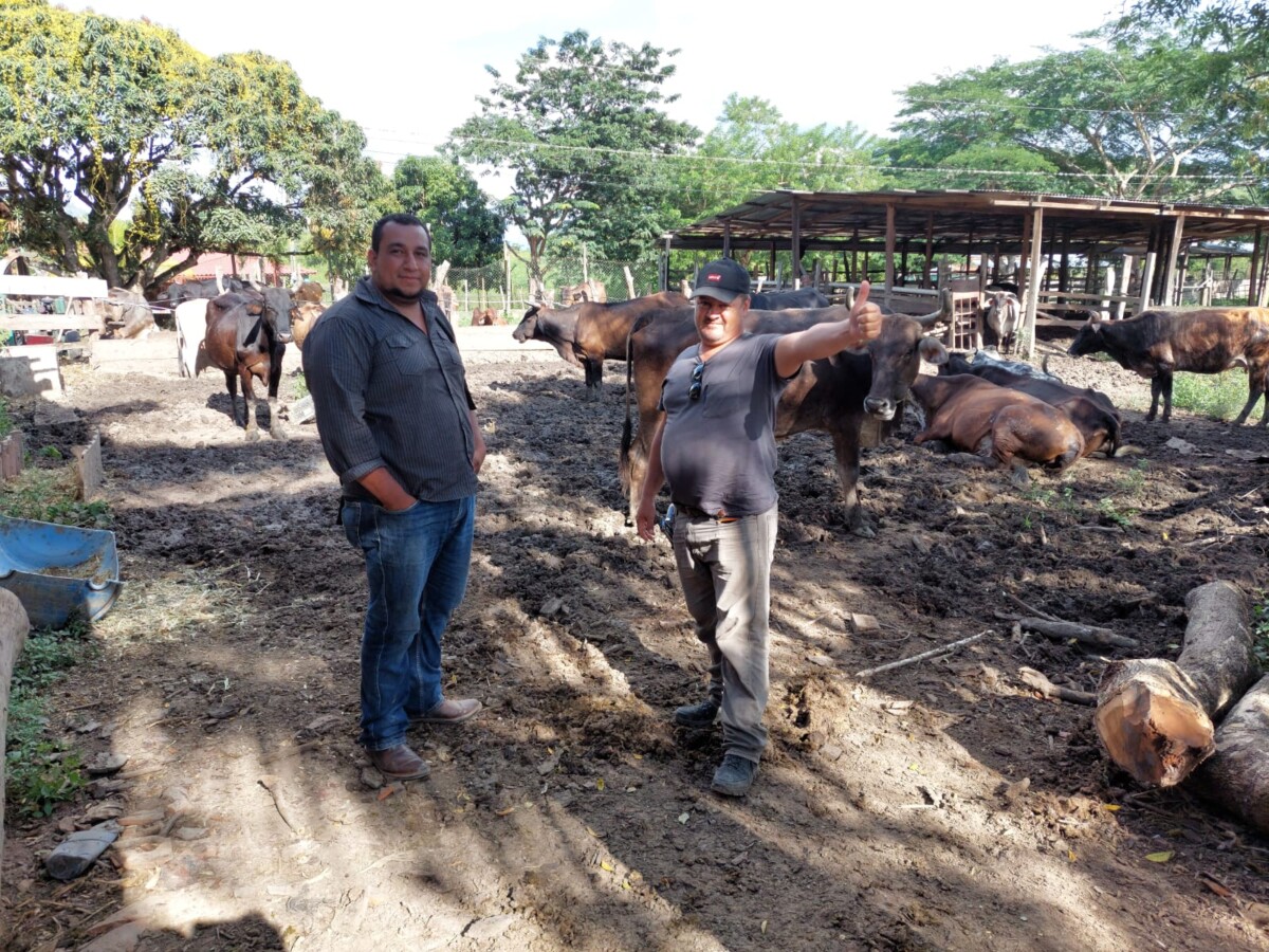 Con Bono Ganadero: La SAG lista para beneficiar a 13 mil ganaderos